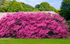 Pink Formosa Azalea - 1 Gallon Pot -Garden Plants azalea pink formosa 4