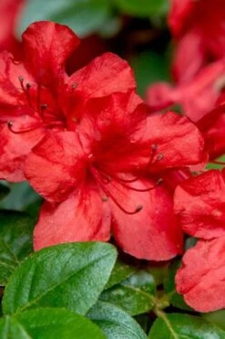 Stewartstonian Azalea - 1 Gallon Pot 12 Stewartstonian Azalea - 1 Gallon Pot -Garden Plants azalea stewartstonian 2 1