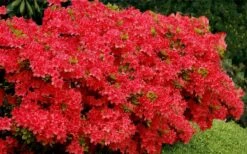 Stewartstonian Azalea - 1 Gallon Pot 15 Stewartstonian Azalea - 1 Gallon Pot -Garden Plants azalea stewartstonian 3 1