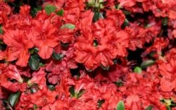 Stewartstonian Azalea - 1 Gallon Pot 17 Stewartstonian Azalea - 1 Gallon Pot -Garden Plants azalea stewartstonian 4 1