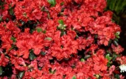 Stewartstonian Azalea - 1 Gallon Pot 16 Stewartstonian Azalea - 1 Gallon Pot -Garden Plants azalea stewartstonian 6 1