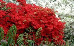 Stewartstonian Azalea - 1 Gallon Pot 13 Stewartstonian Azalea - 1 Gallon Pot -Garden Plants azalea stewartstonian 7 1