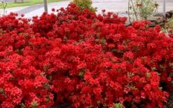Stewartstonian Azalea - 1 Gallon Pot 14 Stewartstonian Azalea - 1 Gallon Pot -Garden Plants azalea stewartstonian 8 1