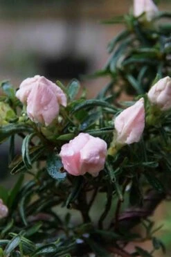 Tsuki No Shimo Satsuki Azalea - 3 Gallon Pot -Garden Plants azalea tsuki no shimo 2