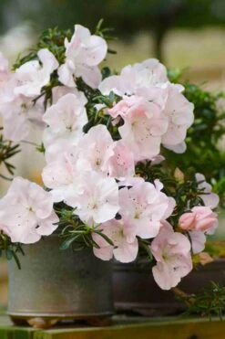 Tsuki No Shimo Satsuki Azalea - 3 Gallon Pot -Garden Plants azalea tsuki no shimo 6