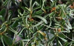 Tsuki No Shimo Satsuki Azalea - 3 Gallon Pot -Garden Plants azalea tsuki no shimo 7