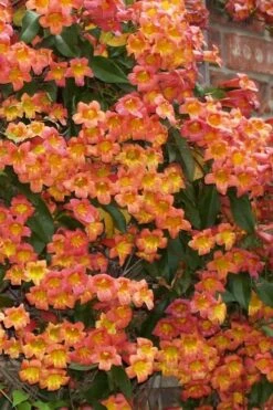 Tangerine Beauty Crossvine Bignonia - 6 Pack Of 1 Gallon Pots -Garden Plants bignonia capreolata tangerine beauty crossvine 100