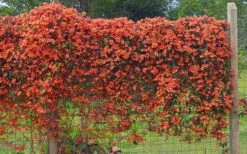Tangerine Beauty Crossvine Bignonia - 6 Pack Of 1 Gallon Pots -Garden Plants bignonia capreolata tangerine beauty crossvine 101