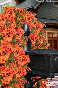 Tangerine Beauty Crossvine Bignonia - 6 Pack Of 1 Gallon Pots -Garden Plants bignonia capreolata tangerine beauty crossvine 103
