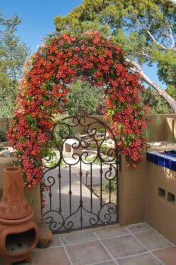 Tangerine Beauty Crossvine Bignonia - 6 Pack Of 1 Gallon Pots -Garden Plants bignonia capreolata tangerine beauty crossvine 110