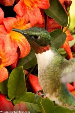 Tangerine Beauty Crossvine Bignonia - 6 Pack Of 1 Gallon Pots -Garden Plants bignonia capreolata tangerine beauty crossvine 111