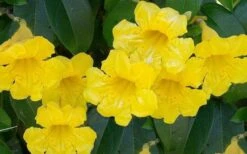 Yellow Crossvine (Bignonia) - 1 Gallon Pot -Garden Plants bignonia capreolata yellow crossvine 1