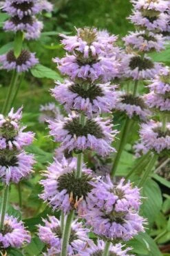 Downy Pagoda Plant (Blephilia Ciliata) - 1 Gallon Pot -Garden Plants blephilia ciliata downy pagoda wood mint 4