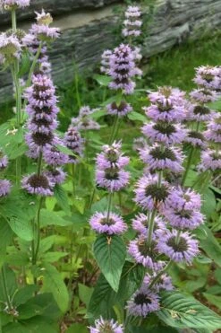 Downy Pagoda Plant (Blephilia Ciliata) - 1 Gallon Pot -Garden Plants blephilia ciliata downy pagoda wood mint 5