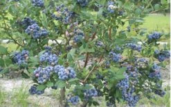 Northern Highbush Blueberry (Vaccinum Corymbosum) - 1 Gallon Pot -Garden Plants blueberry northern20highbush 800x500 2