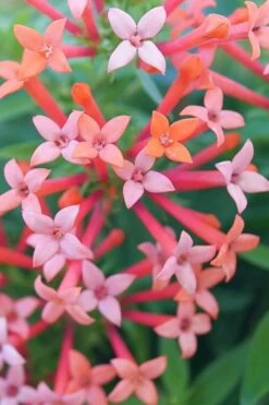 Estrellita Little Star Firecracker Bush (Bouvardia) - 3 Pack Of Quart Pots -Garden Plants bouvardia estrellita little star firecracker bush 1