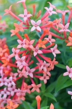 Estrellita Little Star Firecracker Bush (Bouvardia) - 3 Pack Of Quart Pots -Garden Plants bouvardia estrellita little star firecracker bush 2