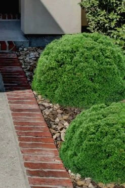 Justin Brouwers Dwarf Boxwood - 6 Pack Of 1 Gallon Pots