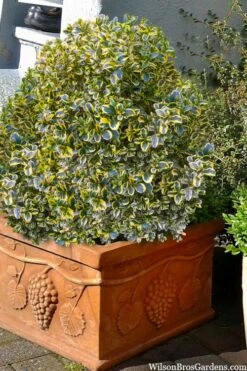 Sunburst Variegated Korean Boxwood - 1 Gallon Pot -Garden Plants boxwood sunburst golden 11