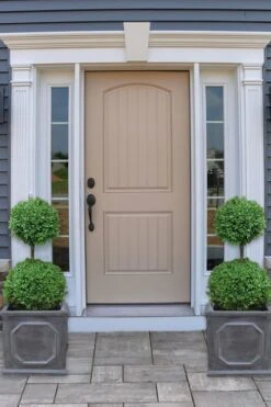 Common Boxwood 2-Ball Poodle Tier Topiary (Buxus Sempervirens) - 3 Gallon Pot (Short) -Garden Plants boxwood two ball poodle tier 2