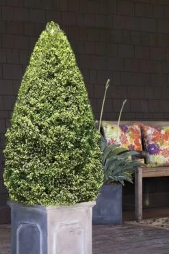 Variegated Boxwood (Buxus Sempervirens 'Aureovariegata') - 2 Gallon Pot -Garden Plants boxwood variegated cone 2 1