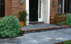 Gordo Boxwood - 5 Pack Of Quart Pots -Garden Plants buxus gordo boxwood 2 1