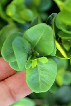 Gordo Boxwood - 5 Pack Of Quart Pots -Garden Plants buxus gordo boxwood 3 1