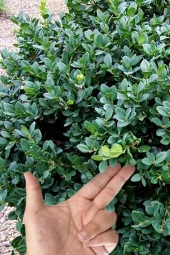Gordo Boxwood - 5 Pack Of Quart Pots -Garden Plants buxus gordo boxwood 4 1