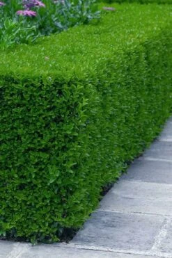 Gordo Boxwood - 5 Pack Of Quart Pots -Garden Plants buxus gordo boxwood 5 1