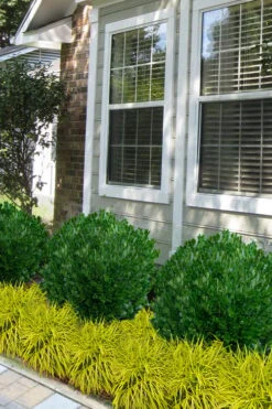 Richard Boxwood (Buxus Harlandii) - 3 Gallon Pot -Garden Plants buxus harlandii richard dwarf boxwood 5