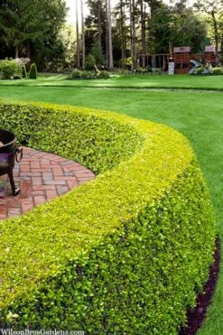 Golden Triumph Variegated Dwarf Boxwood - 3 Gallon Pot 9 Golden Triumph Variegated Dwarf Boxwood - 3 Gallon Pot -Garden Plants buxus microphylla golden triumph boxwood hedge 2 1