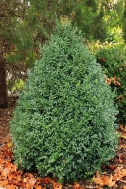 John Baldwin Boxwood - 1 Gallon Pot 11 John Baldwin Boxwood - 1 Gallon Pot -Garden Plants buxus microphylla john baldwin boxwood 6