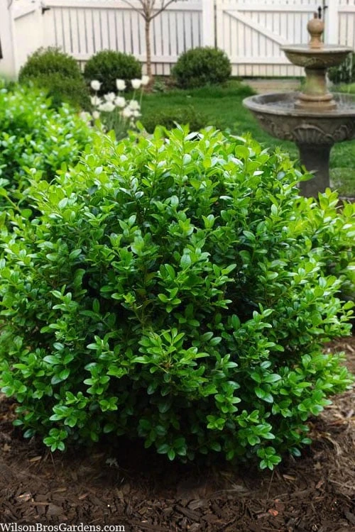 Little Missy Dwarf Boxwood - 5 Pack Of Quart Pots 1 Little Missy Dwarf Boxwood - 5 Pack Of Quart Pots
