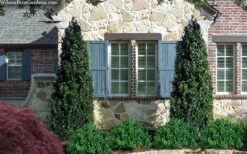 Arctic Emerald Columnar Boxwood - 6 Pack Of 1 Gallon Pots 10 Arctic Emerald Columnar Boxwood - 6 Pack Of 1 Gallon Pots -Garden Plants buxus sempervirens arctic emerald boxwood 103