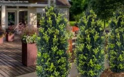 Arctic Emerald Columnar Boxwood - 6 Pack Of 1 Gallon Pots 11 Arctic Emerald Columnar Boxwood - 6 Pack Of 1 Gallon Pots -Garden Plants buxus sempervirens arctic emerald boxwood 105