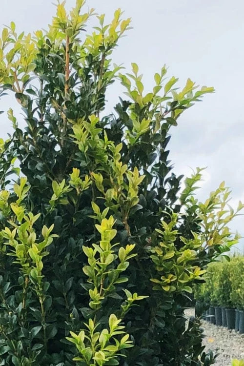 Arctic Emerald Columnar Boxwood - 6 Pack Of 1 Gallon Pots 6 Arctic Emerald Columnar Boxwood - 6 Pack Of 1 Gallon Pots - Image 6