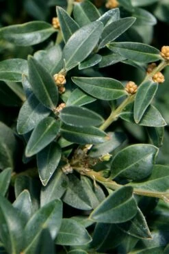 Arctic Emerald Columnar Boxwood - 6 Pack Of 1 Gallon Pots 13 Arctic Emerald Columnar Boxwood - 6 Pack Of 1 Gallon Pots -Garden Plants buxus sempervirens arctic emerald boxwood 16