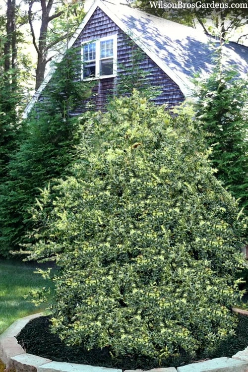 Golden Weeping Boxwood (Buxus Sempervirens 'Aurea Pendula') - 1 Gallon Pot 4 Golden Weeping Boxwood (Buxus Sempervirens 'Aurea Pendula') - 1 Gallon Pot - Image 4