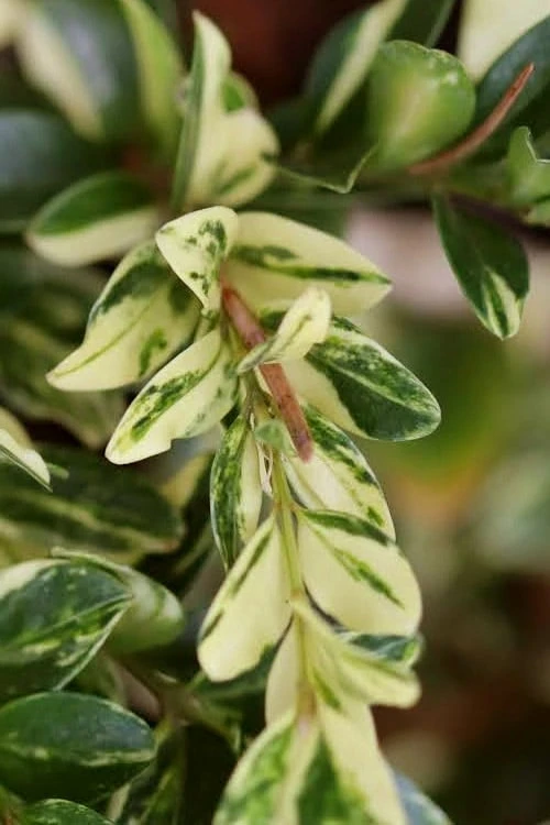Golden Weeping Boxwood (Buxus Sempervirens 'Aurea Pendula') - 1 Gallon Pot 1 Golden Weeping Boxwood (Buxus Sempervirens 'Aurea Pendula') - 1 Gallon Pot