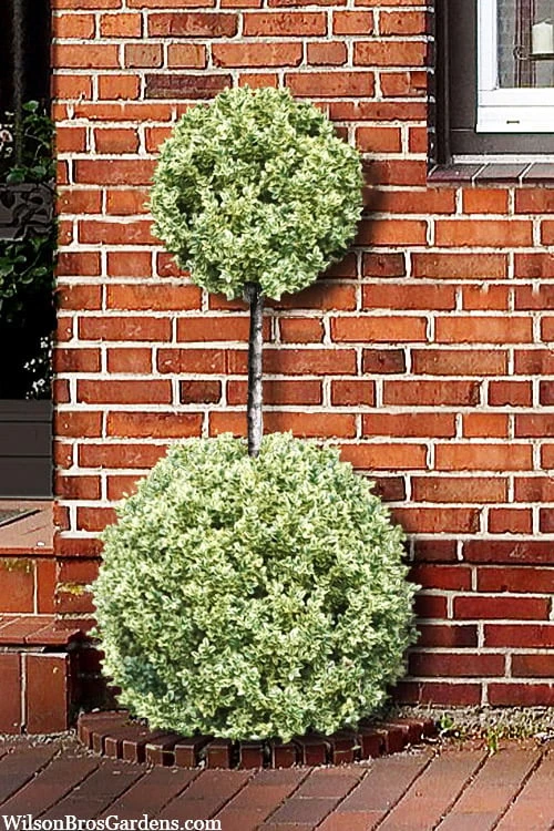 Variegated Boxwood 2-Ball Poodle Tier Topiary - 5 Gallon Pot 1 Variegated Boxwood 2-Ball Poodle Tier Topiary - 5 Gallon Pot