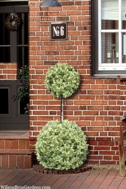 Variegated Boxwood 2-Ball Poodle Tier Topiary - 5 Gallon Pot 9 Variegated Boxwood 2-Ball Poodle Tier Topiary - 5 Gallon Pot -Garden Plants buxus sempervirens aureovariegata boxwood 2 ball poodle tier 8