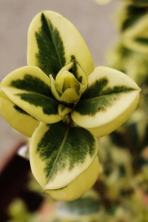 Variegated Boxwood 2-Ball Poodle Tier Topiary - 5 Gallon Pot 4 Variegated Boxwood 2-Ball Poodle Tier Topiary - 5 Gallon Pot - Image 4