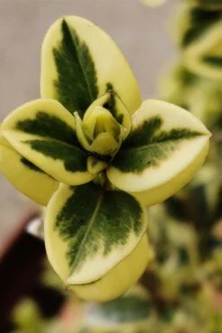 Variegated Boxwood (Buxus Sempervirens 'Aureovariegata') - 2 Gallon Pot - SALE -Garden Plants buxus sempervirens aureovariegata variegated boxwood 1 3