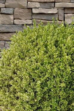 Variegated Boxwood (Buxus Sempervirens 'Aureovariegata') - 2 Gallon Pot - SALE -Garden Plants buxus sempervirens aureovariegata variegated boxwood 10 2