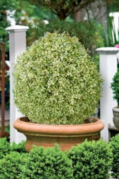 Elegans Variegated Boxwood - Buxus Sempervirens 'Elegantissima' - 1 Gallon Pot 9 Elegans Variegated Boxwood - Buxus Sempervirens 'Elegantissima' - 1 Gallon Pot -Garden Plants buxus sempervirens elegantissima variegated boxwood 101