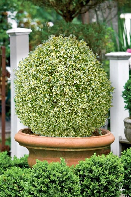 Elegans Variegated Boxwood - Buxus Sempervirens 'Elegantissima' - 1 Gallon Pot 4 Elegans Variegated Boxwood - Buxus Sempervirens 'Elegantissima' - 1 Gallon Pot - Image 4