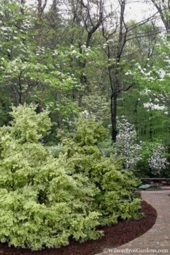 Elegans Variegated Boxwood - Buxus Sempervirens 'Elegantissima' - 2 Gallon Pot 11 Elegans Variegated Boxwood - Buxus Sempervirens 'Elegantissima' - 2 Gallon Pot -Garden Plants buxus sempervirens elegantissima variegated boxwood 102 2