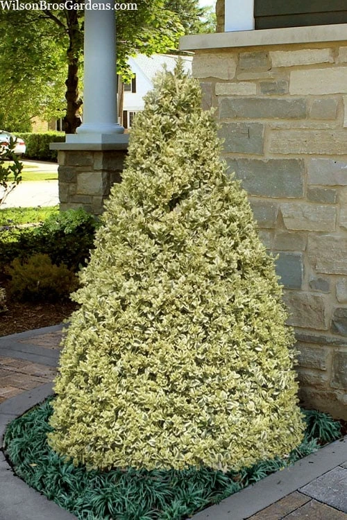 Elegans Variegated Boxwood - Buxus Sempervirens 'Elegantissima' - 6 Pack Of 1 Gallon Pots 1 Elegans Variegated Boxwood - Buxus Sempervirens 'Elegantissima' - 6 Pack Of 1 Gallon Pots