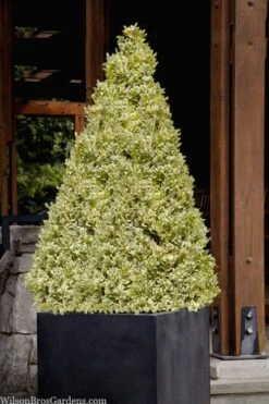 Elegans Variegated Boxwood - Buxus Sempervirens 'Elegantissima' - 6 Pack Of 1 Gallon Pots 10 Elegans Variegated Boxwood - Buxus Sempervirens 'Elegantissima' - 6 Pack Of 1 Gallon Pots -Garden Plants buxus sempervirens elegantissima variegated boxwood 105 3