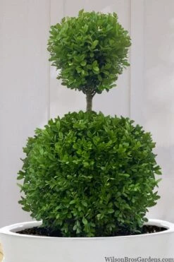 Dwarf English Boxwood Two-Ball Poodle Tier Topiary - 3 Gallon Pot 9 Dwarf English Boxwood Two-Ball Poodle Tier Topiary - 3 Gallon Pot -Garden Plants buxus sempervirens suffruticosa standard two ball topiary boxwood 10